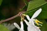 Amur honeysuckle